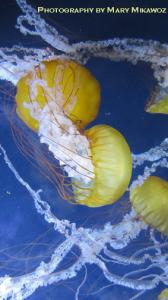 Pacific Jellyfish